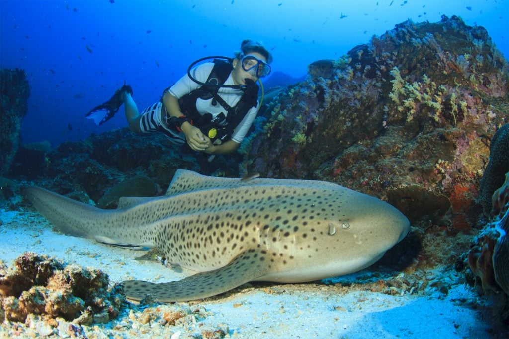 Diving Daytrips from Phuket