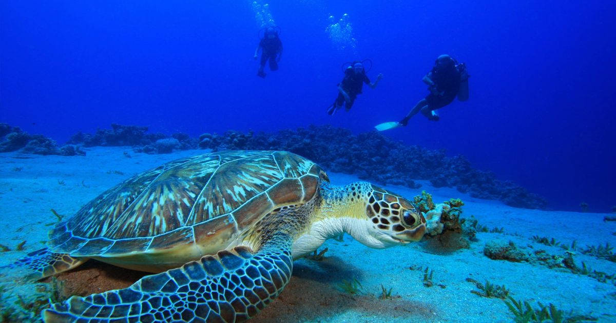 Diving in Phuket