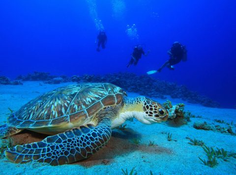 Diving in Phuket
