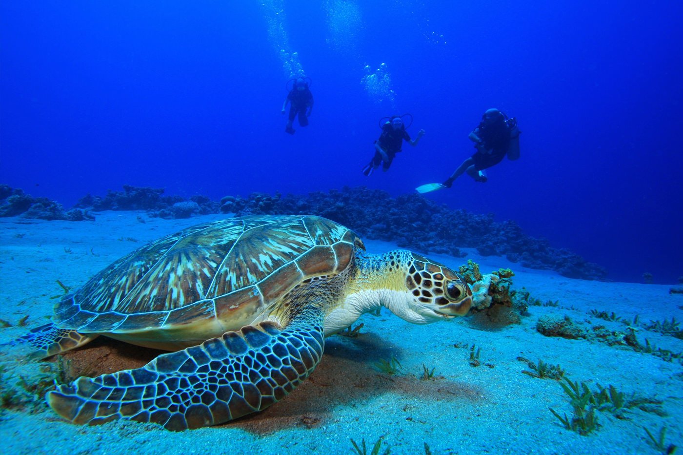 Diving in Phuket