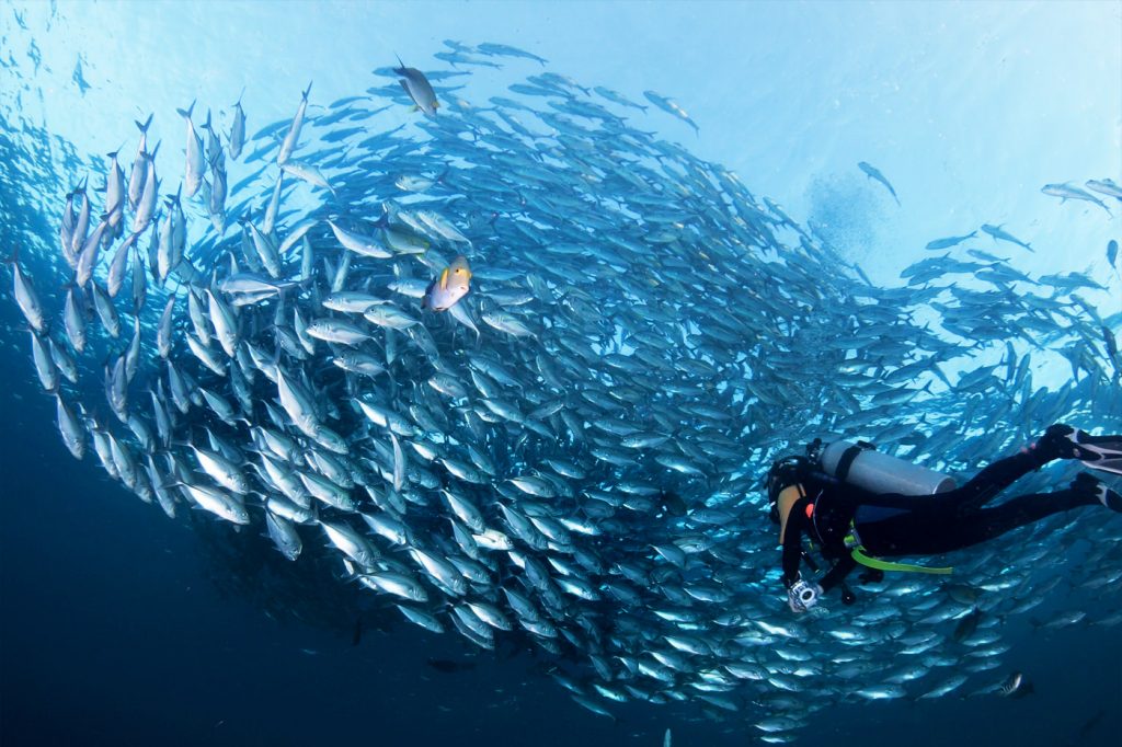 Phuket Diving