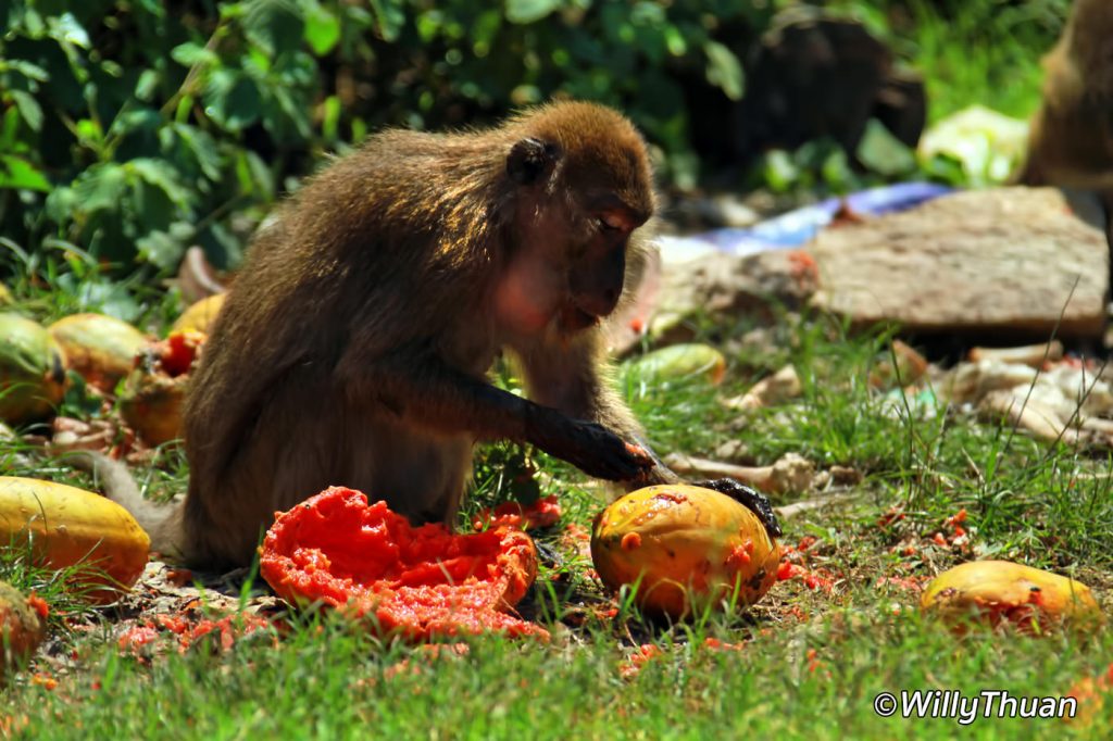 Monkeys in Phuket