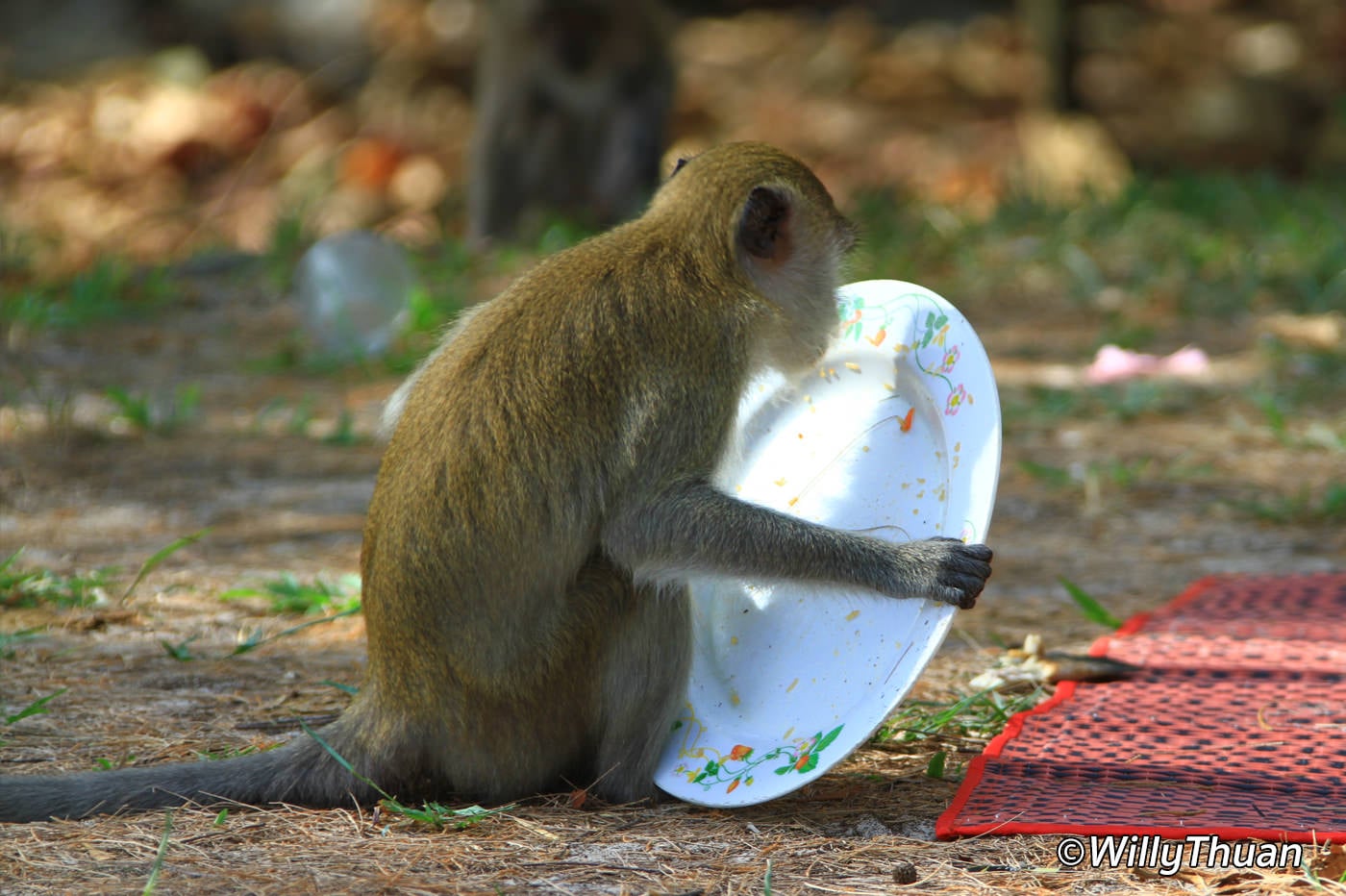 Monkey Hill Phuket Town PHUKET 101