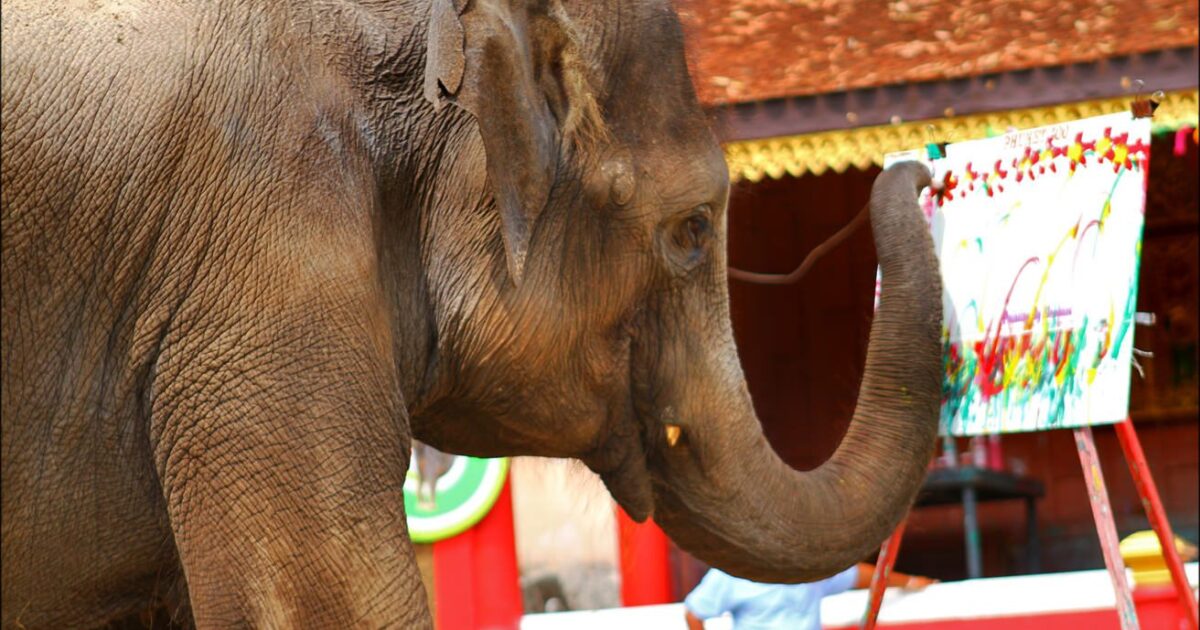 Phuket Zoo