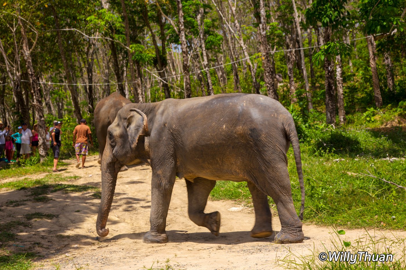 elephant jungle sanctuary คือ images
