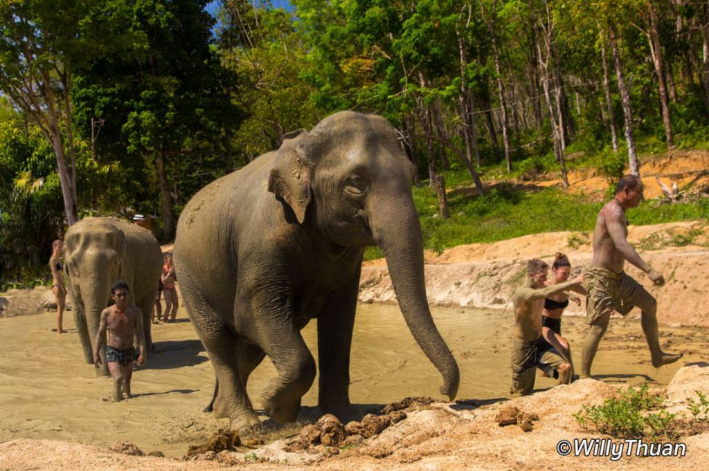 Mud bath with elephants at Elephant Jungle Sanctuary Phuket