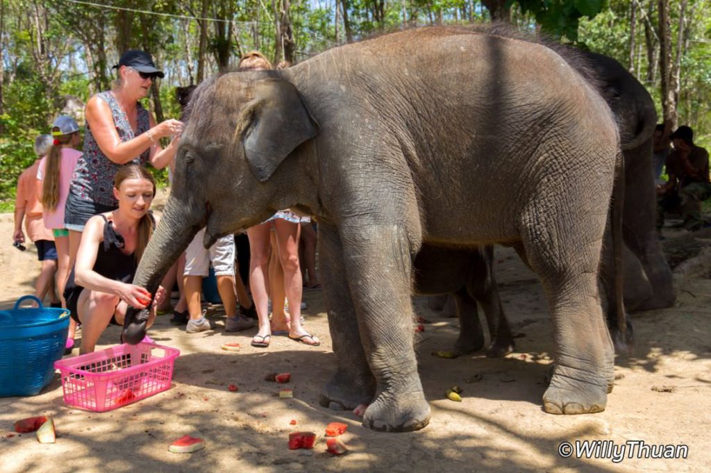 Baby Elephant at Jungle Sanctuary Phuket