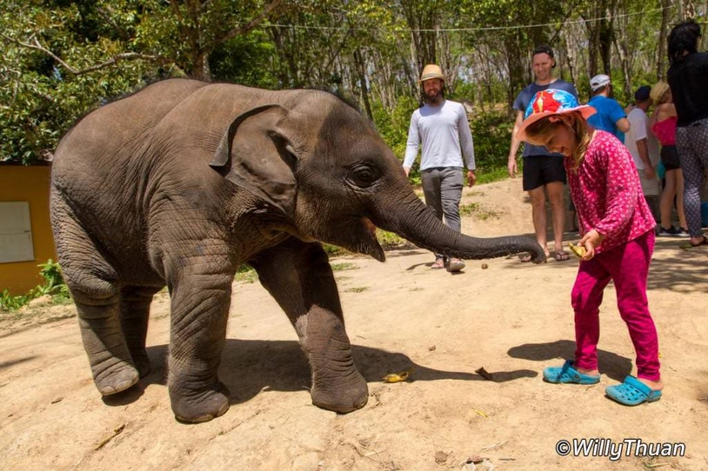 Baby Elephant at Jungle Sanctuary Phuket