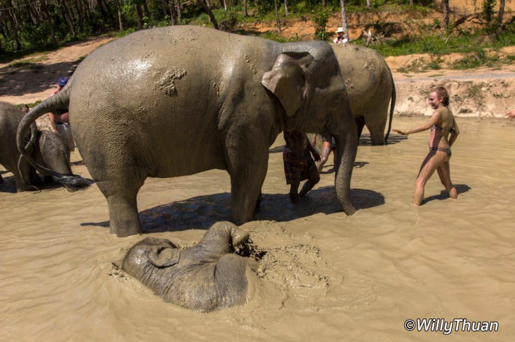 Mud bath with elephants at Elephant Jungle Sanctuary Phuket