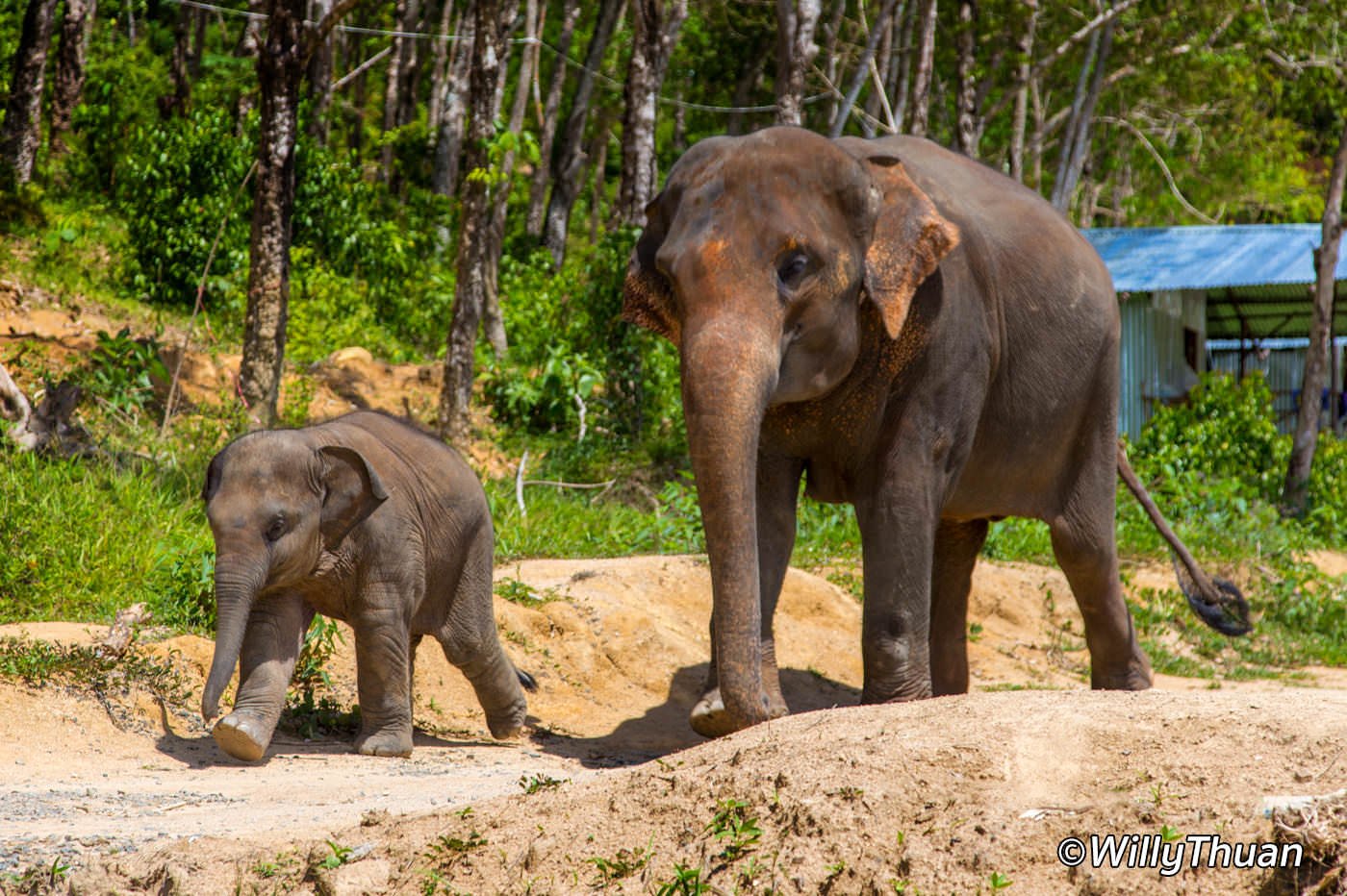 Elephant Jungle Sanctuary Phuket