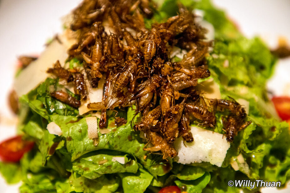 Eating Fried Insects In Phuket - PHUKET 101