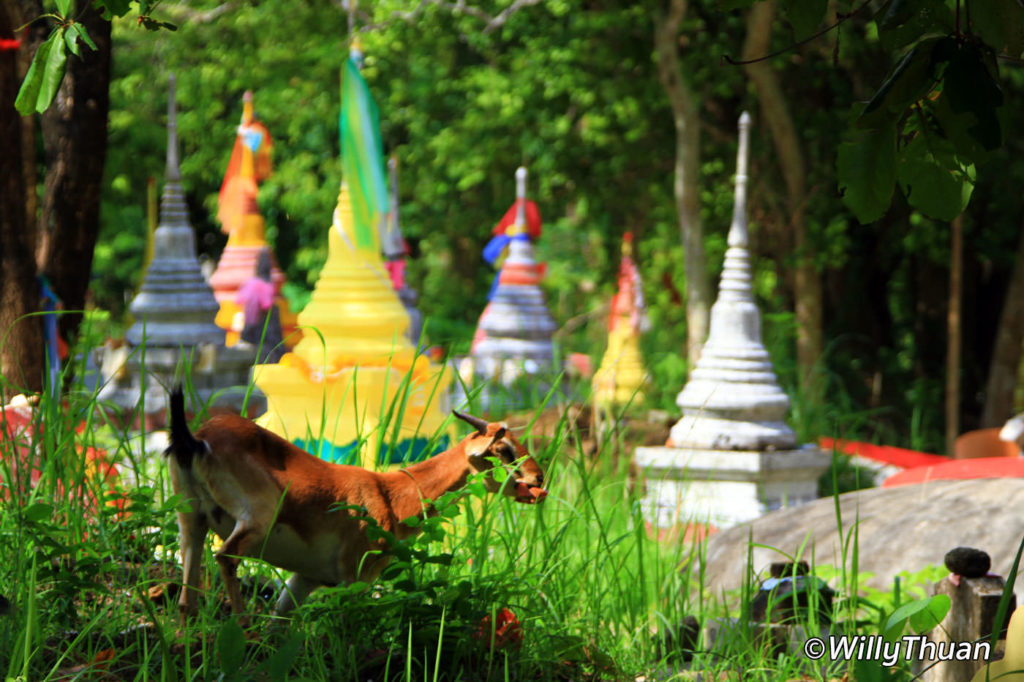 Rang Hill In Phuket Town Khao Rang Phuket 101