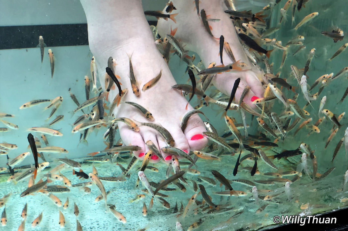 Fish Spa