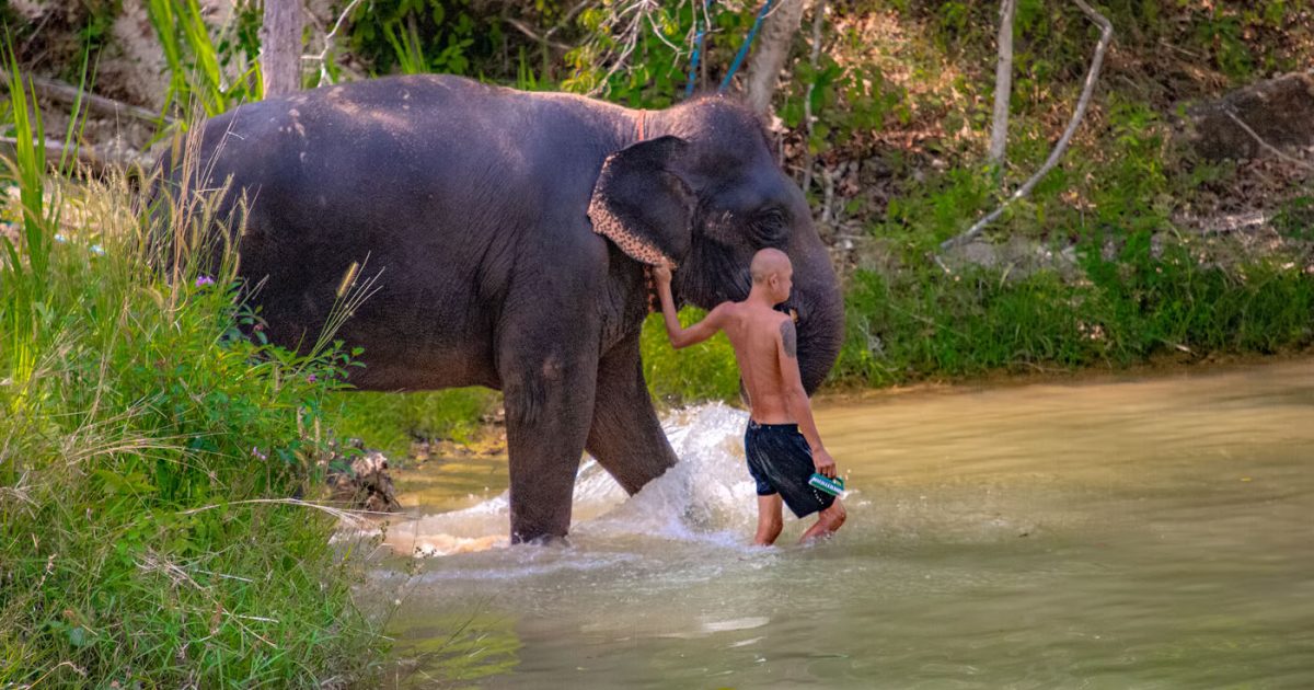 Phuket Elephant Retirement Park