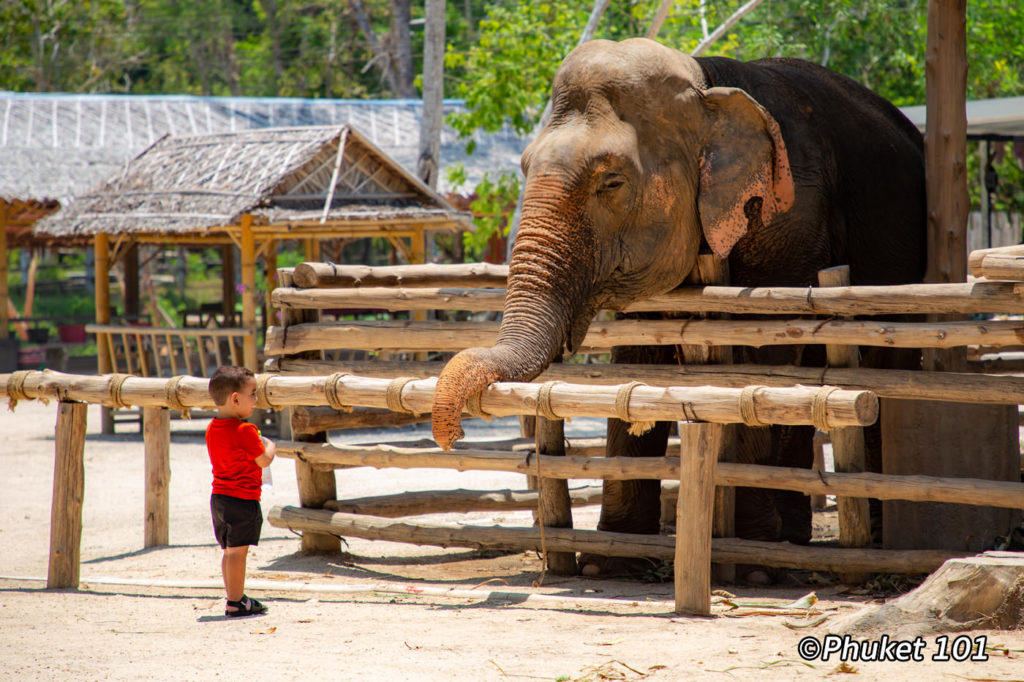 Elephant Camps in Phuket