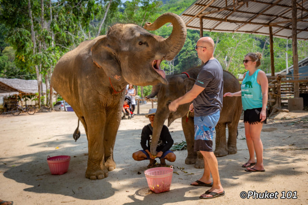 phuket elephant retirement camp 7