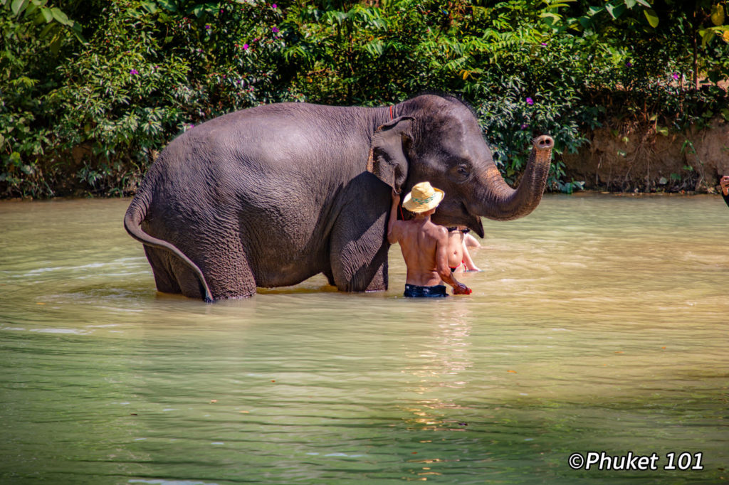 Phuket Elephant Retirement Park