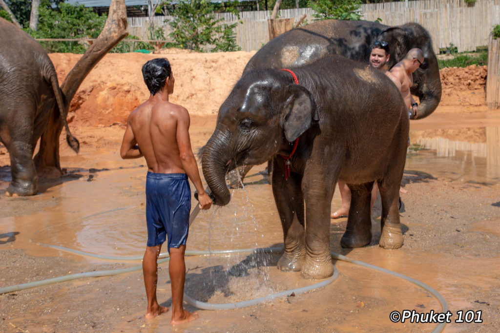 phuket elephant retirement camp 10