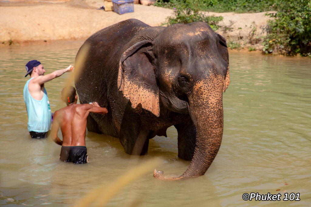 Phuket Elephant Retirement Park