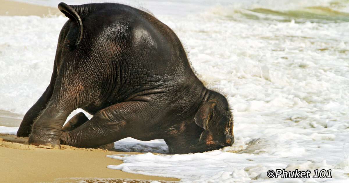 Baby Elephant on the Beach in Phuket