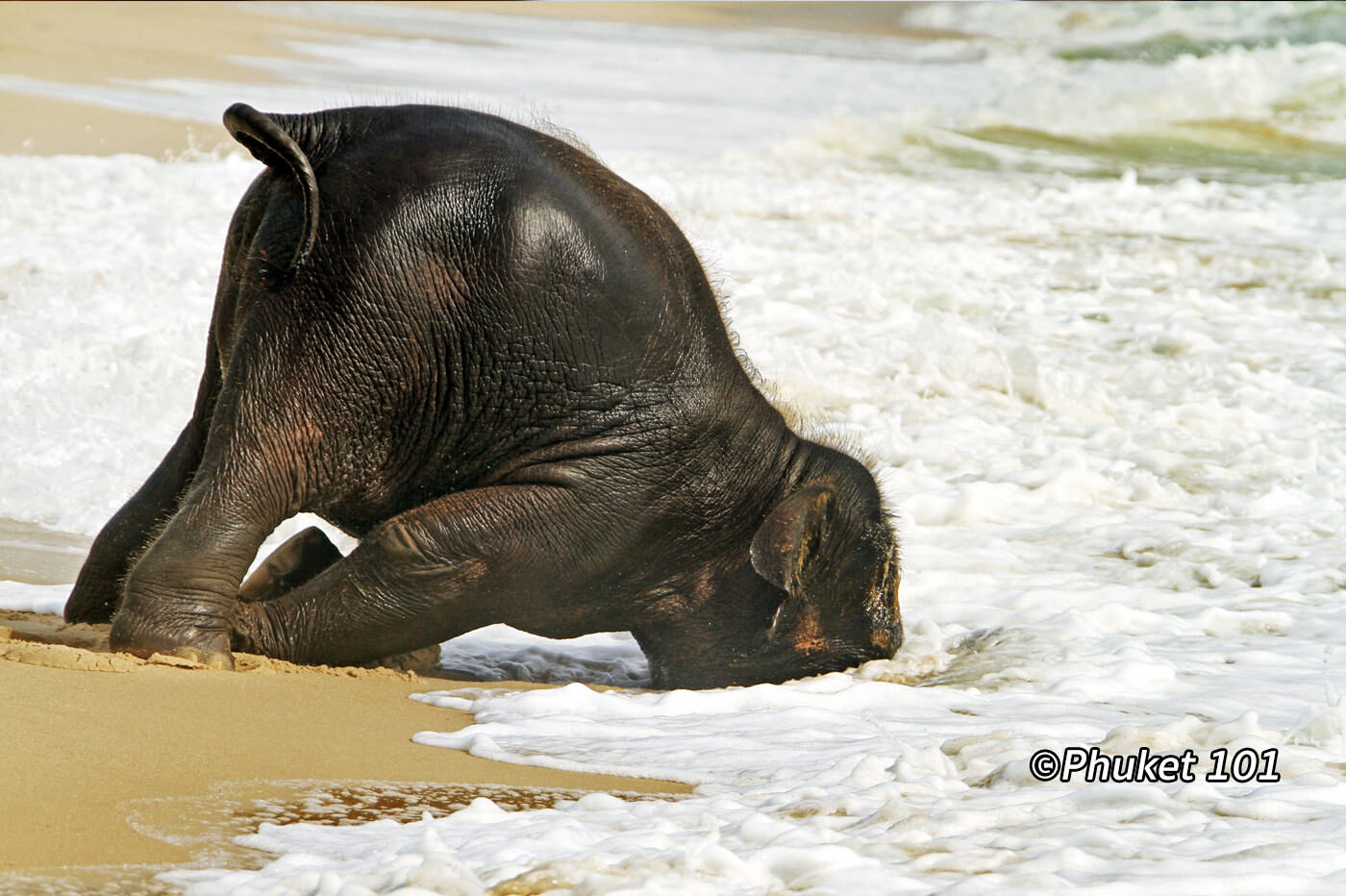 ▷ Baby Elephant on a Phuket Beach: The real story behind the ...