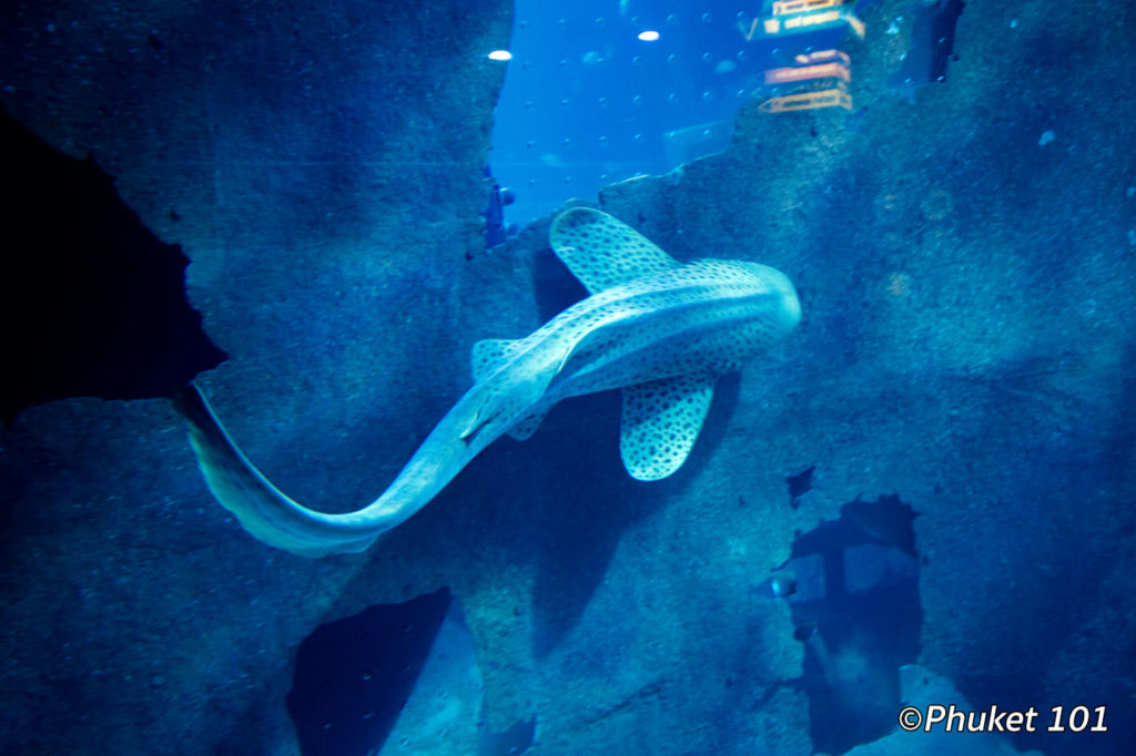 Leopard Shark Phuket