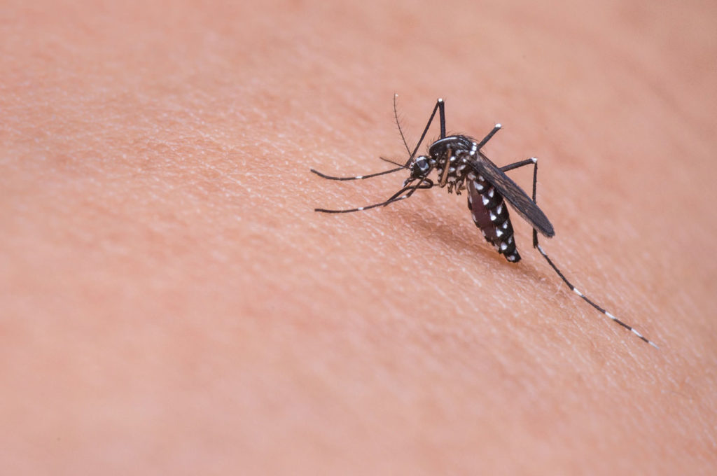 Mosquitoes in Phuket and how to protect your kids