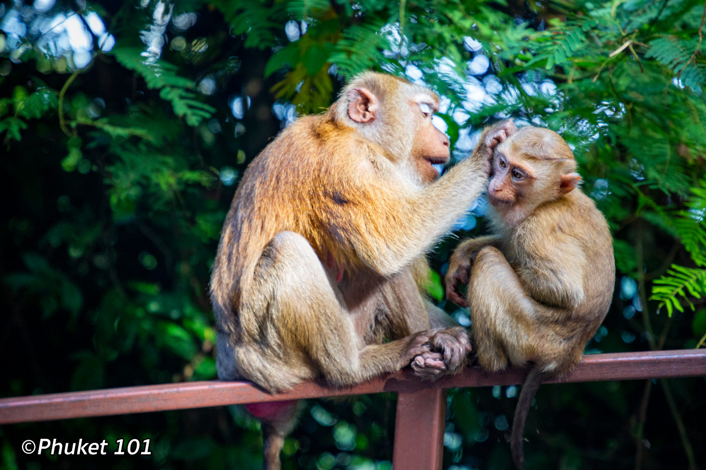 monkey tour phuket