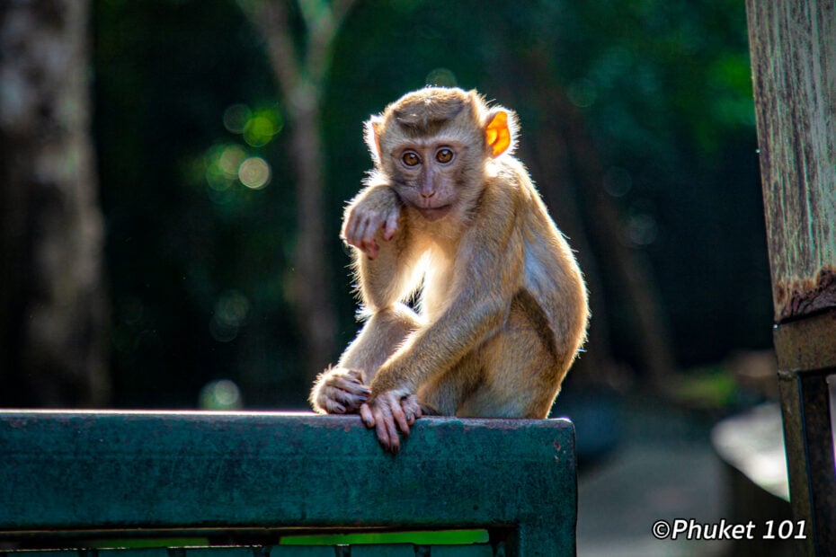 Monkey Hill Phuket