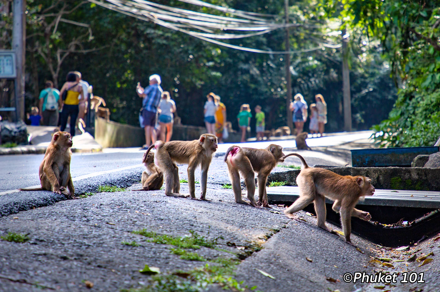 Monkey Hill Phuket Town - PHUKET 101