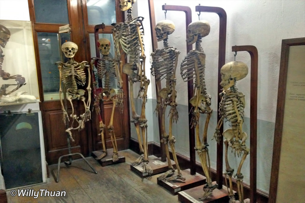 bangkok forensic museum siriraj