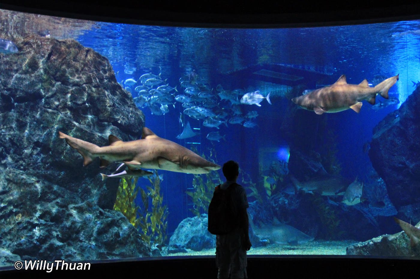 Sealife Bangkok Aquarium