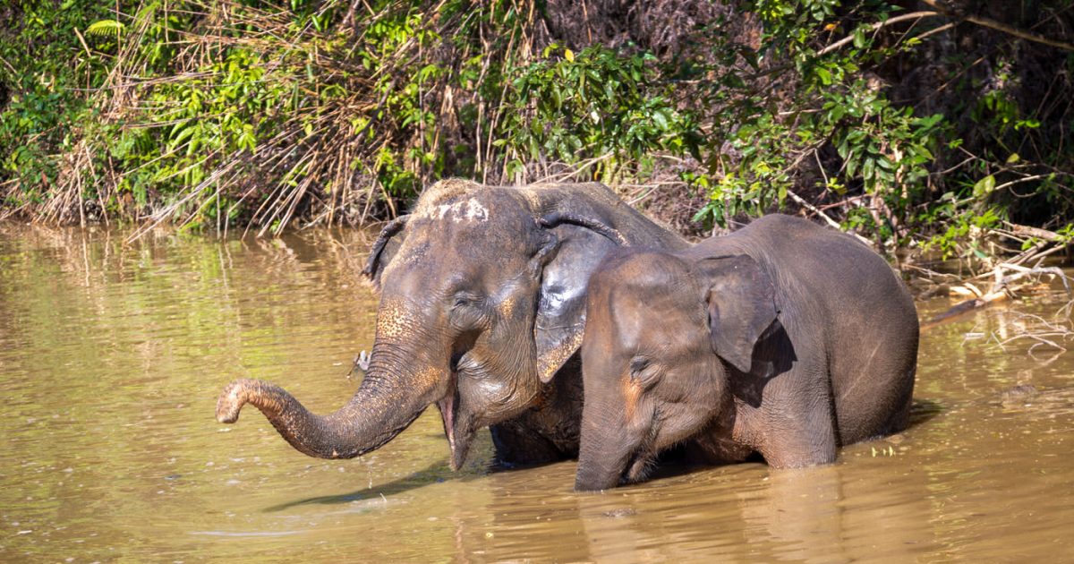 Elephant Sanctuaries in Phuket