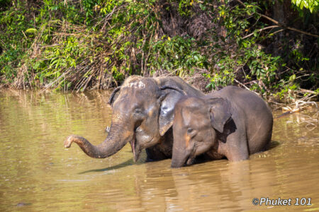 Elephant Sanctuaries in Phuket