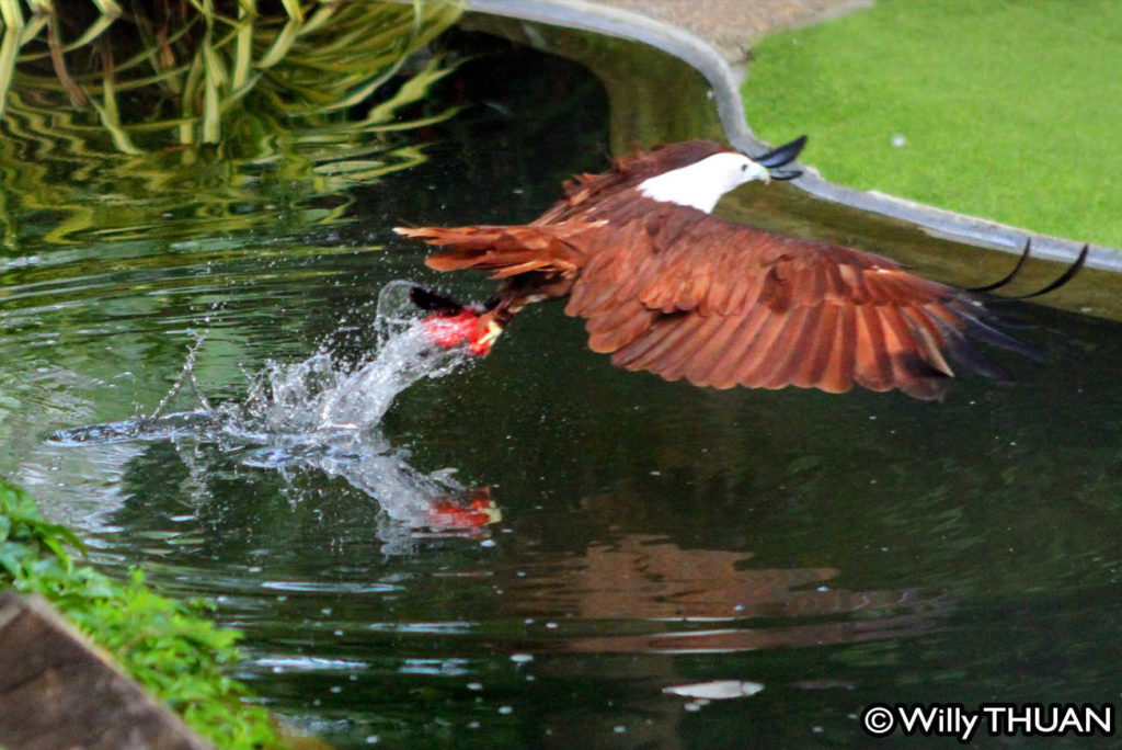 Phuket Bird Park