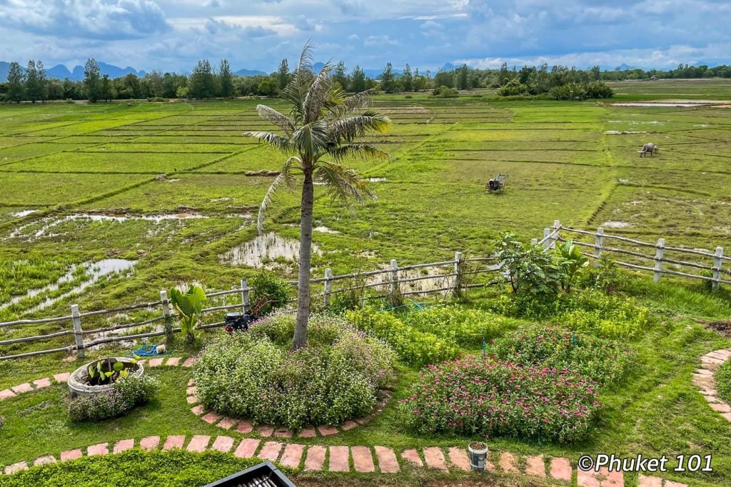 koh yao noi rice fields