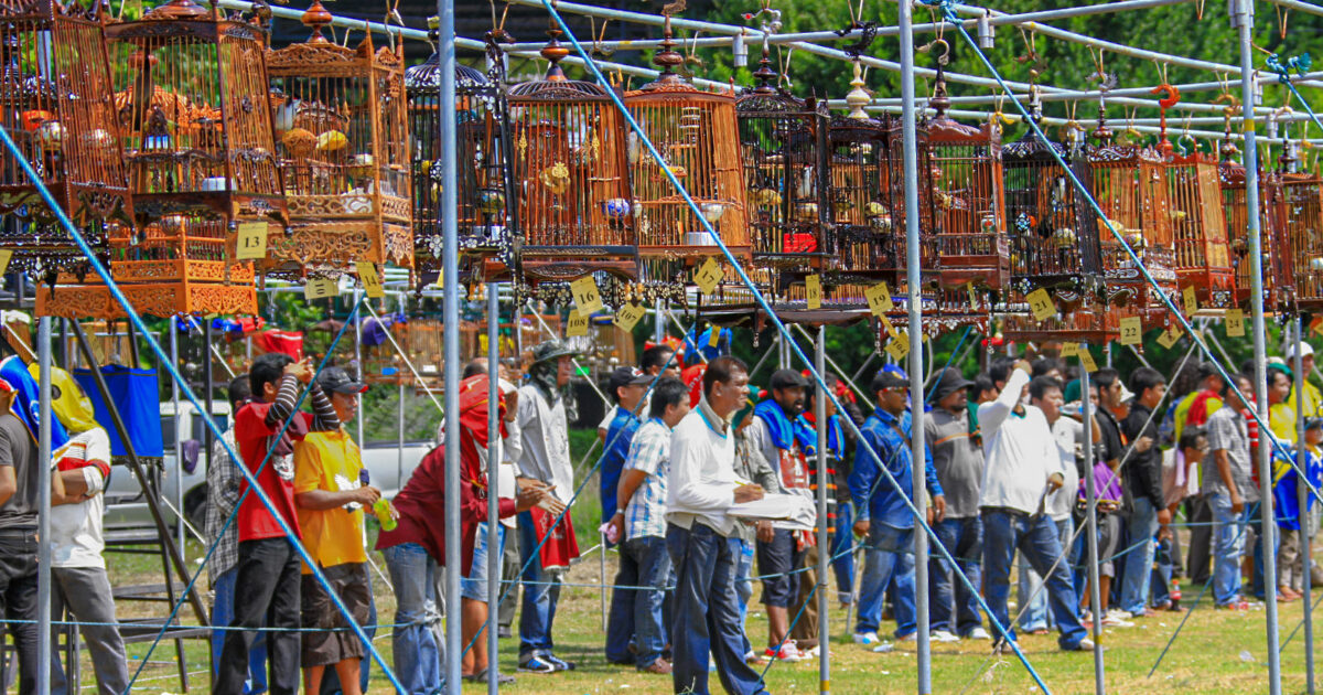 Bird Singing Competitions in Phuket