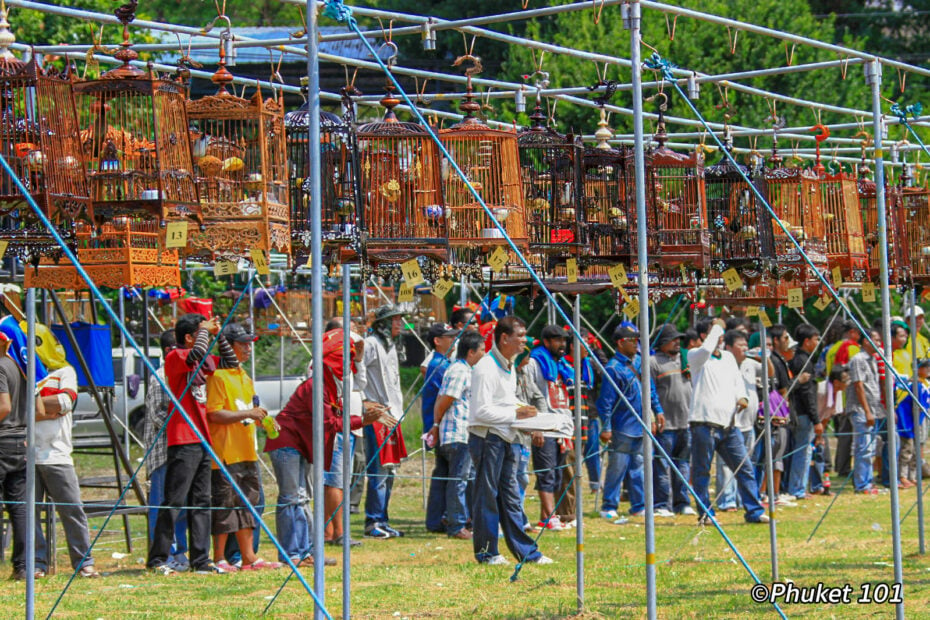 Bird Singing Competitions in Phuket