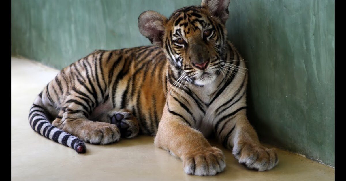Phuket Tiger Kingdom