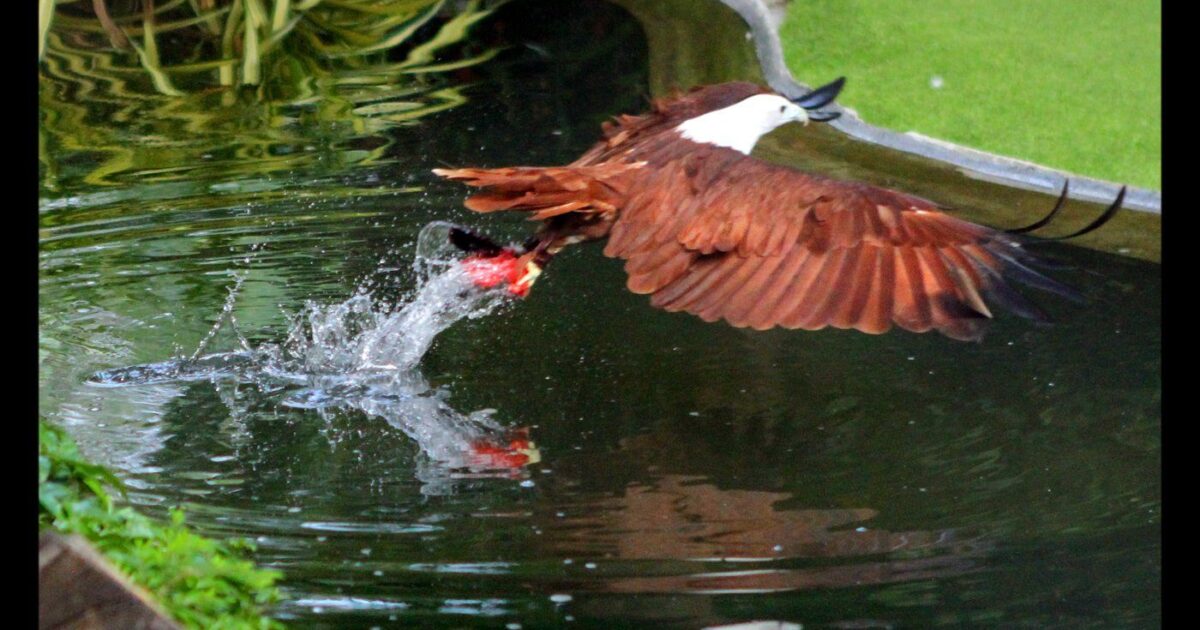 Phuket Bird Park
