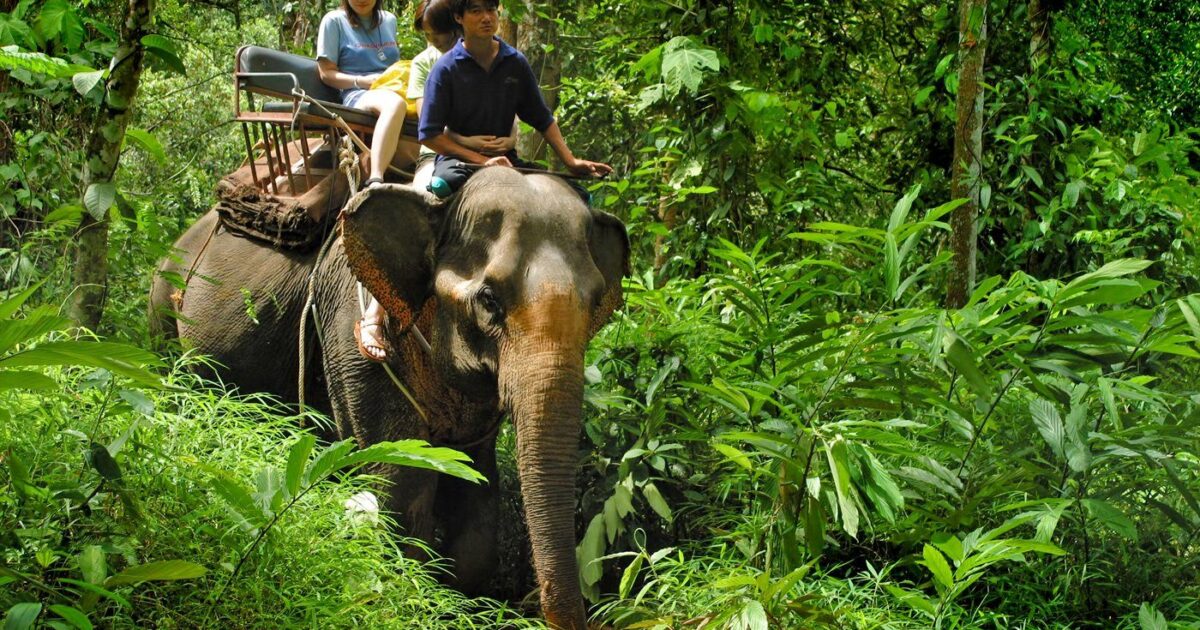 Phuket Elephant Trekking