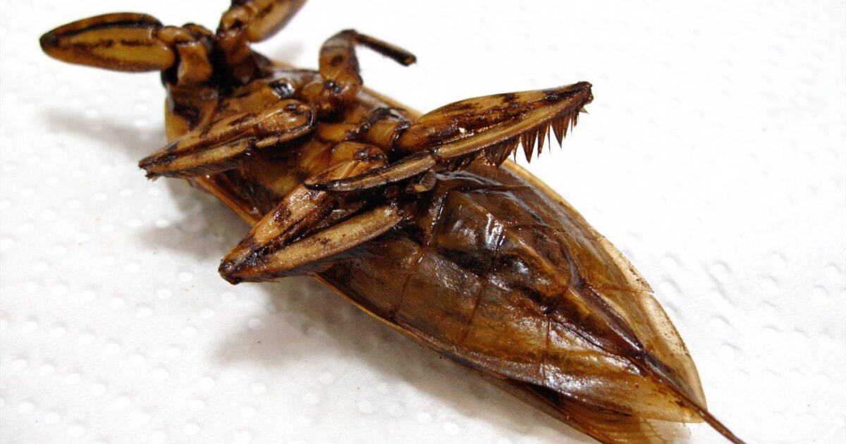Mang Da Giant Water Bug in Phuket