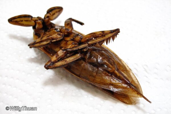 Mankodo Insect Eating Fried Insects In Phuket | Would You Eat Fried Insects?