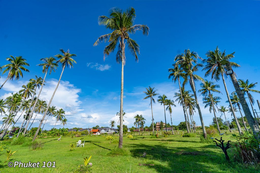 coconuts cafe garden