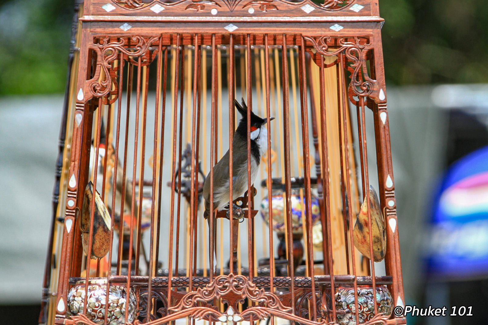 Phuket Bird Singing Competition