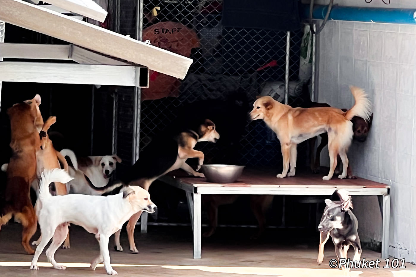 Soi Dog Foundation in Phuket