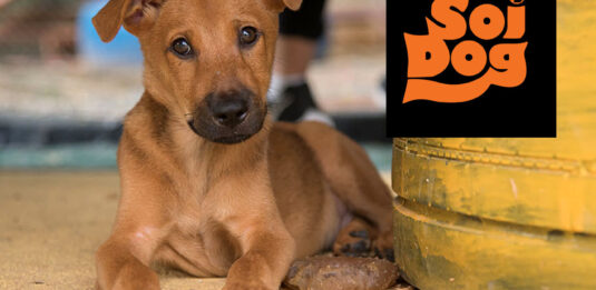 Soi Dog Foundation in Phuket