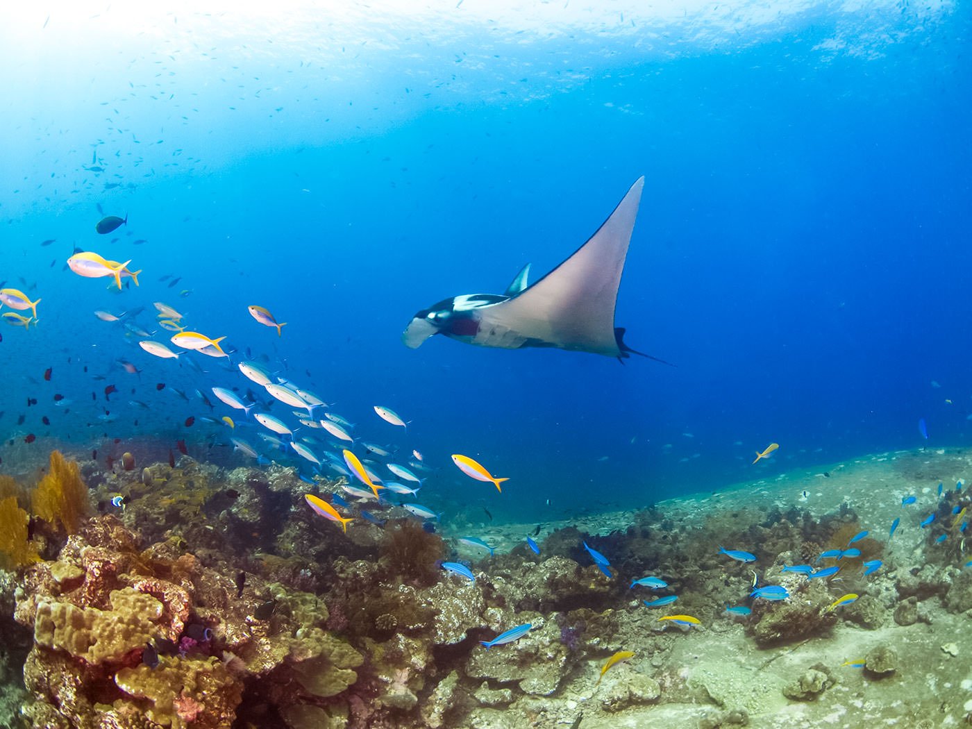 Liveaboard diving near Phuket