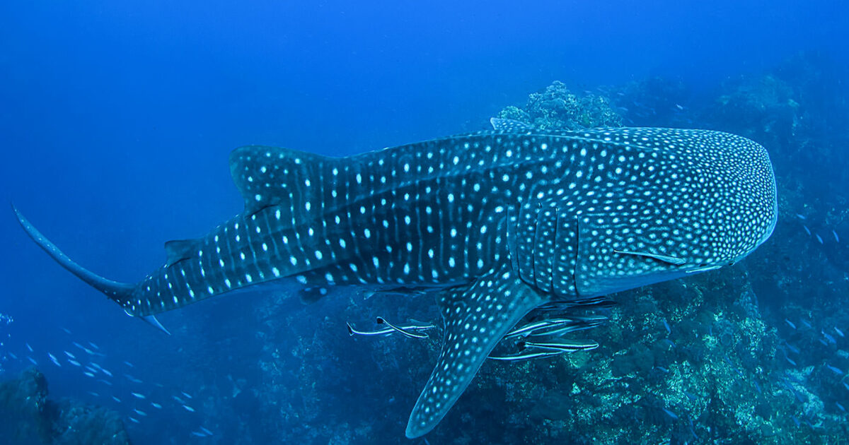 Liveaboard diving near Phuket