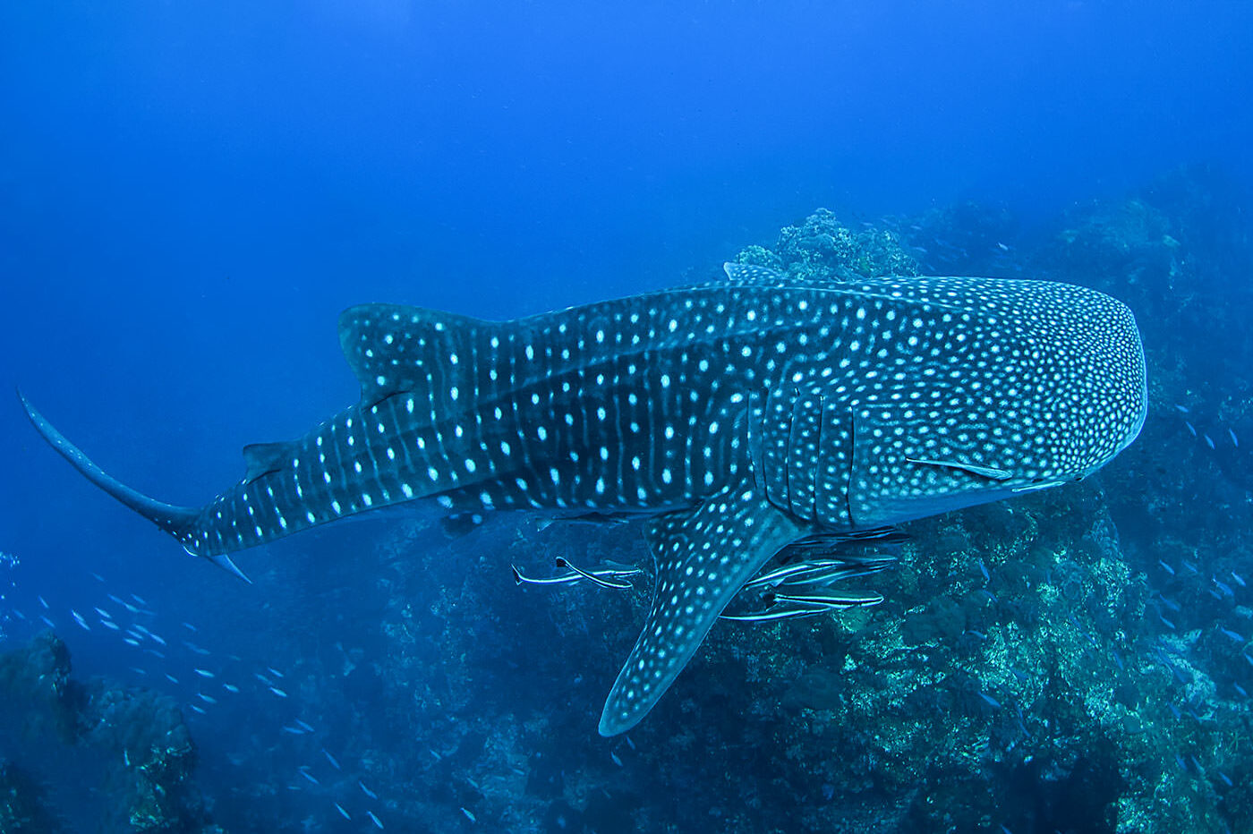 Liveaboard diving near Phuket